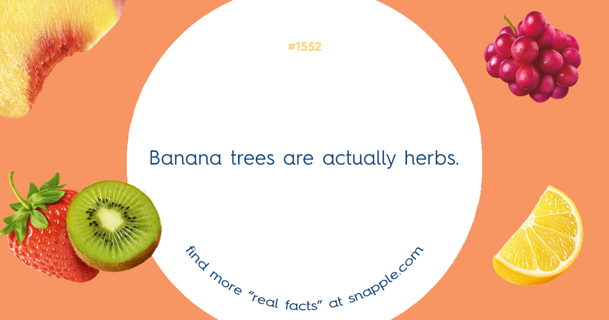 explore-our-bottle-cap-real-facts-1552-snapple