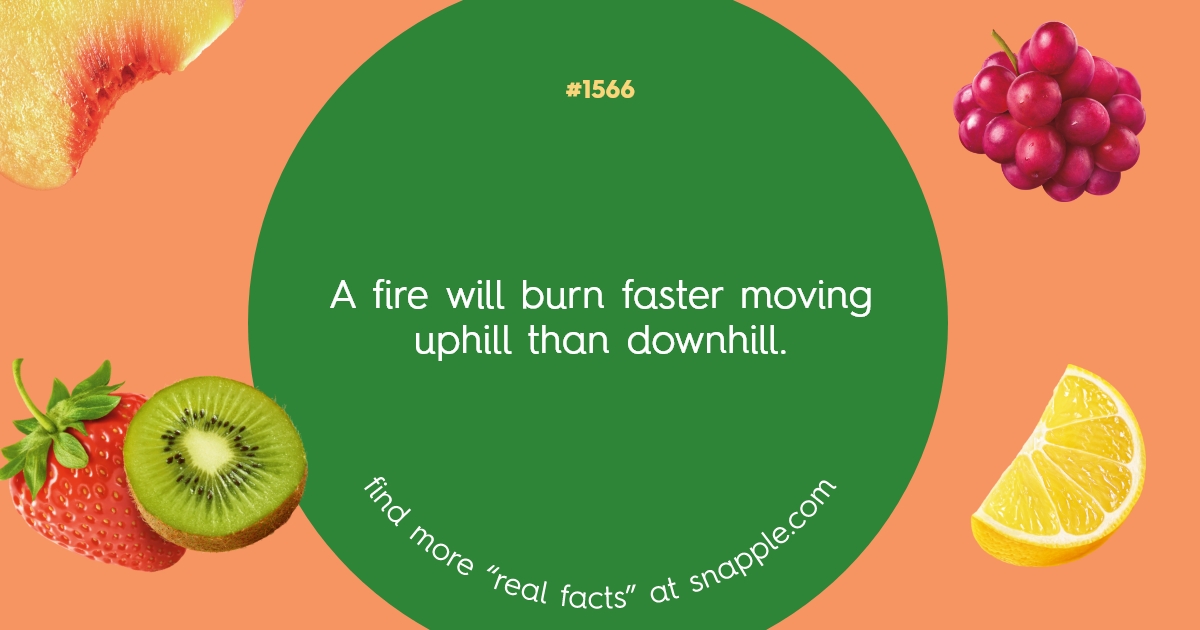 Explore Our Bottle Cap Real Facts 1566 Snapple